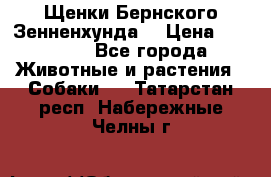 Щенки Бернского Зенненхунда  › Цена ­ 40 000 - Все города Животные и растения » Собаки   . Татарстан респ.,Набережные Челны г.